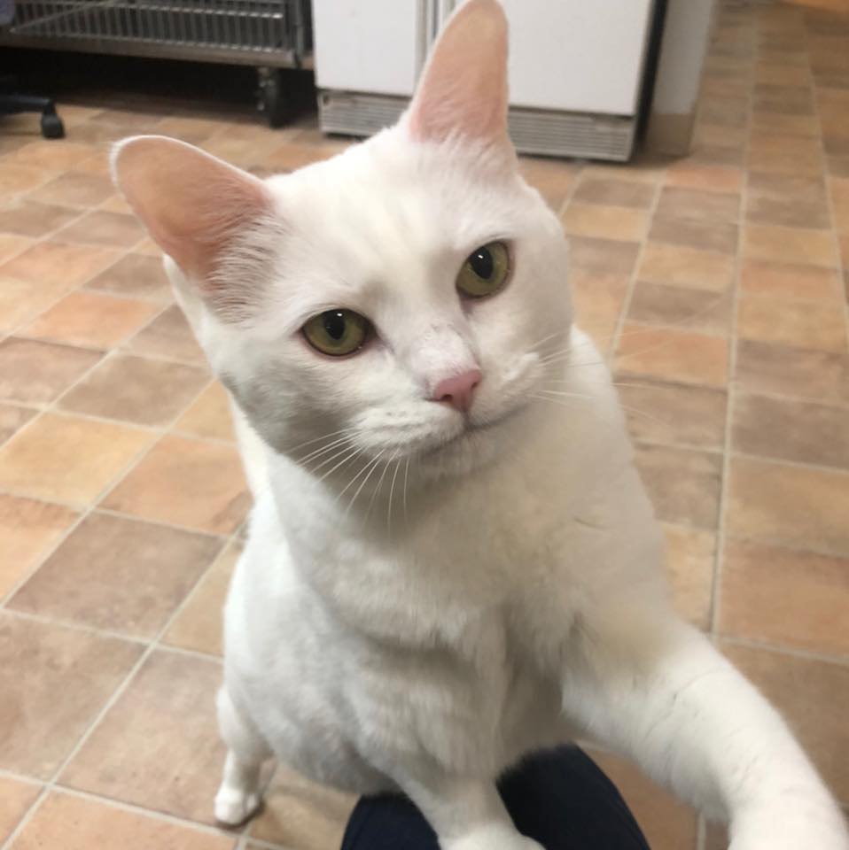 Picture of Betty White, clinic cat