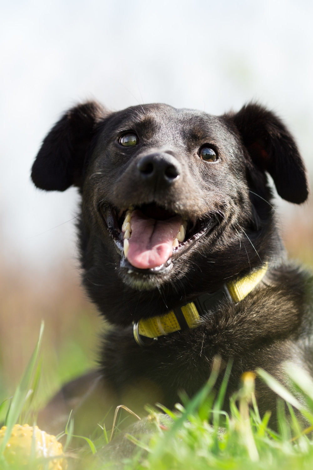 Dog Laying in Grass